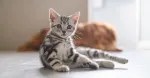 AI(人工知能)というバズワードに注意。ドラえもんは存在しない